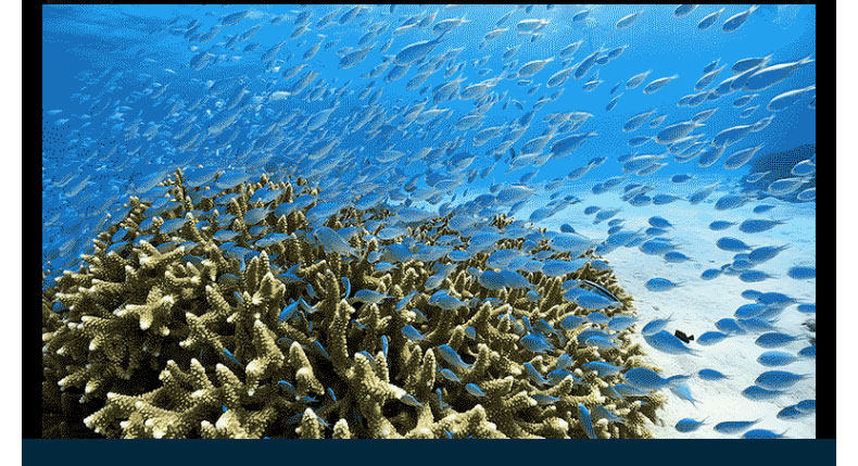 GoPro HERO11/12/10 движение камера дайвинг верховая езда Запись 5K видео Стабирная собака 11 путешествие живая 