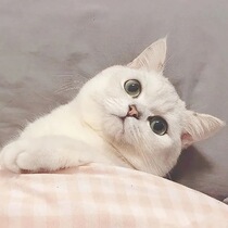 A link to the cost of the postage supplement