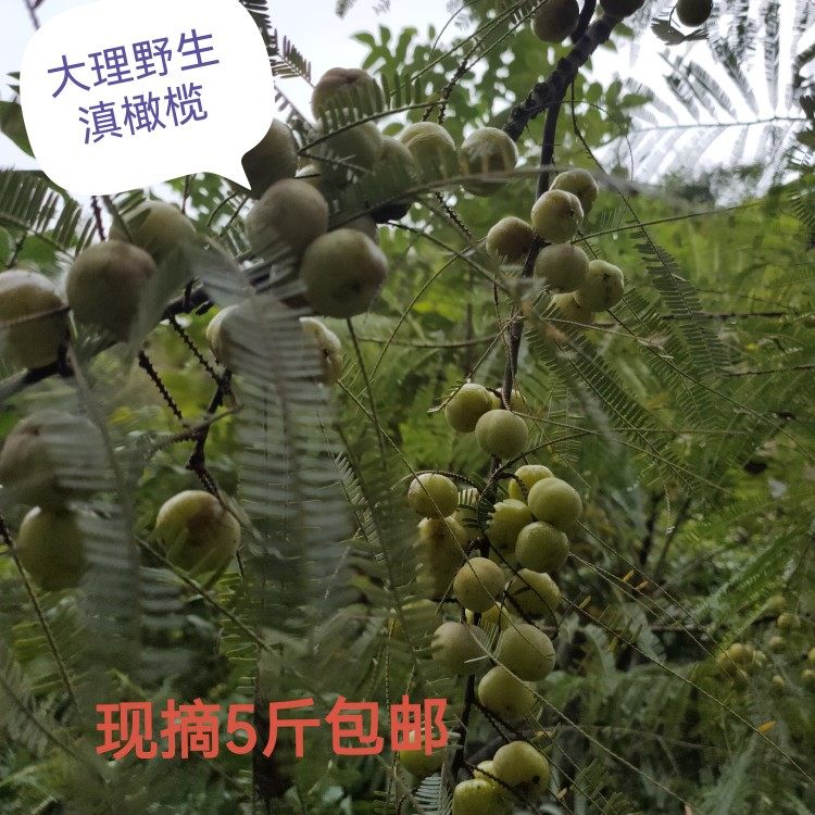 5 catties now off fresh wild Yunnan Olive olives fruits Sour Fruits Pregnant Women Sour Fruits Gano Oil Ganzi Candied Fruit Brew