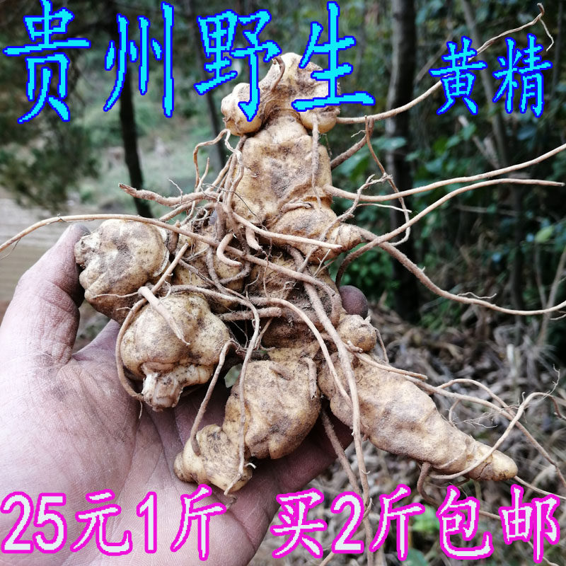 Wild Sealwort Fresh Tiger Ginger Fresh Sealwort Chicken Claw for more than 5 years now Dig Now 500g 
