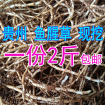 Folding ear root fresh wild Guizhou specialty Houttuynia cordata cold mixed vegetable 2kg
