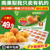 Tianying Organic Nanguo Pear Haicheng Nanguo Pear 5kg Boutique Gift Box Anshan Specialty Skin Thin Juicy Fresh Fruit
