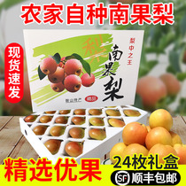 Anshan Nanguo pear 24 gift box pears in season fresh fruit Nanguo pear northeast specialty 5 catties whole box