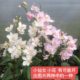 Flower building workshop Phalaenopsis live broadcast one object, one shot of flowers and green plants Indoor New Year's Eve long flowering base direct hair foreign orchids