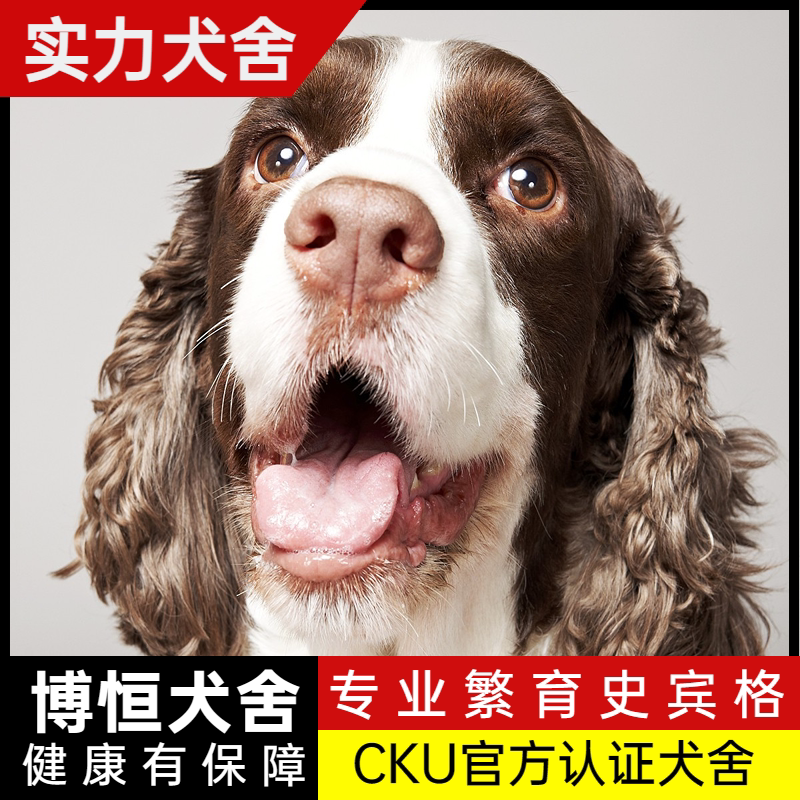 史宾格犬幼犬:选择哪种颜色最合适?🐾-狗狗-淘宝好物网