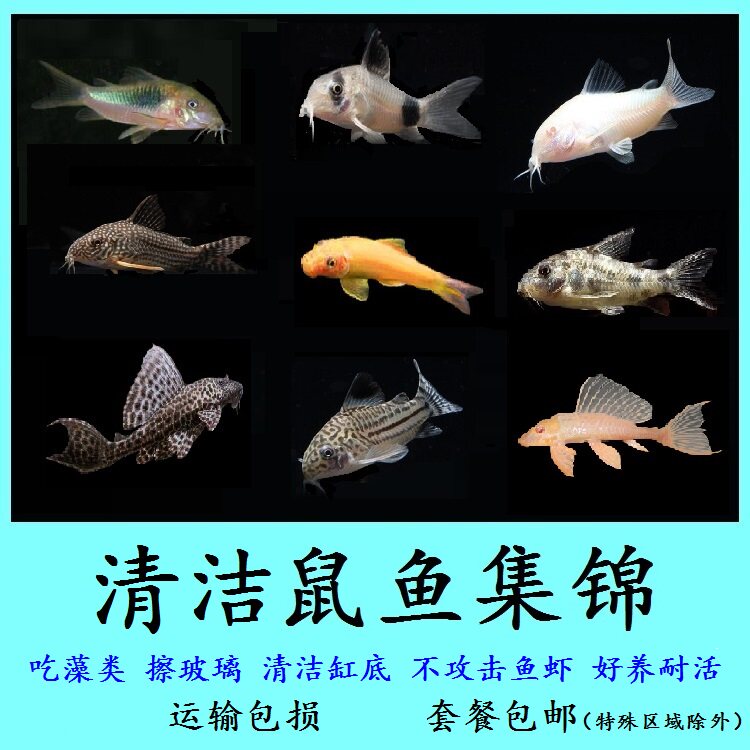 RAT FISH GOLDEN MOSS RAT PIPA WHITE RAT PEPPER COFFEE PANDA PEARL BAO WEN RAT BENTHIC ALGAE REMOVAL CLEANING TOOL FISH