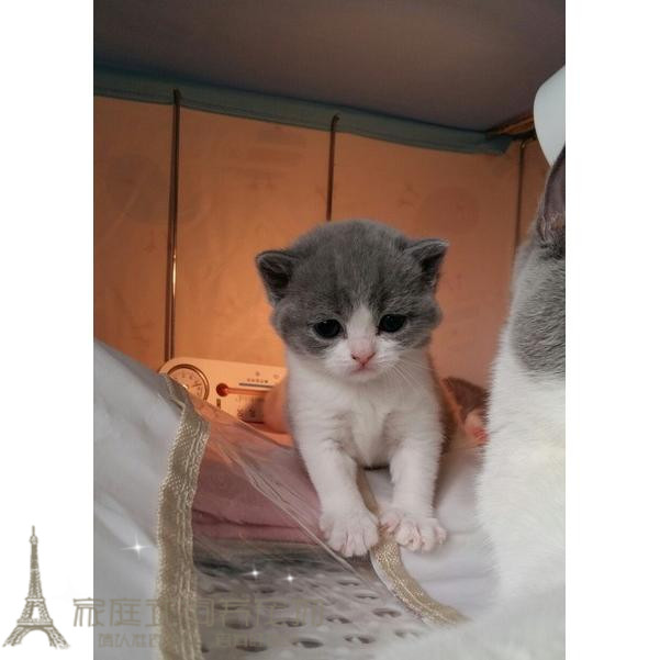 Race British Shorthair Blue White Purebred Cat Bun Face British