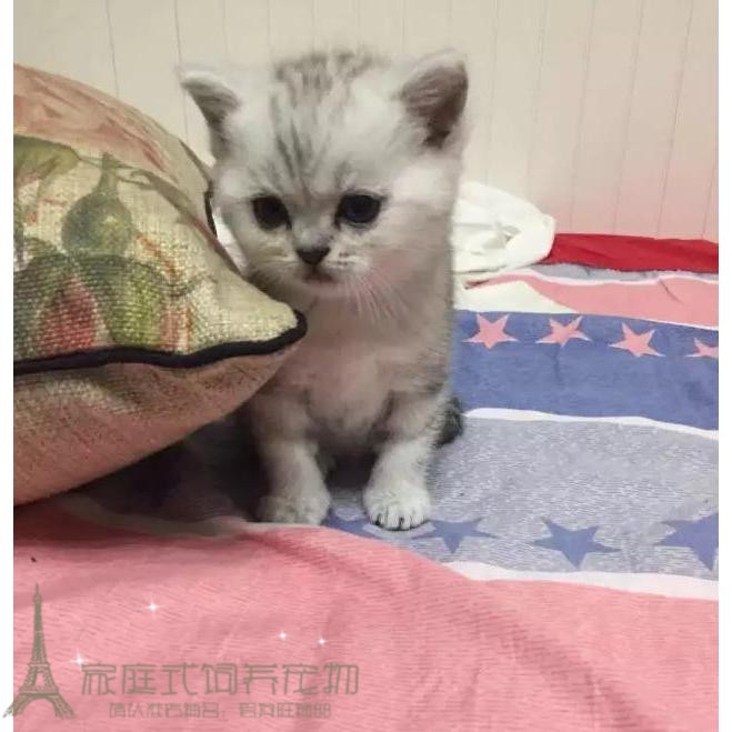 Since The Sale Of American Shorthair Silver Tabby Plus Baimei Guo