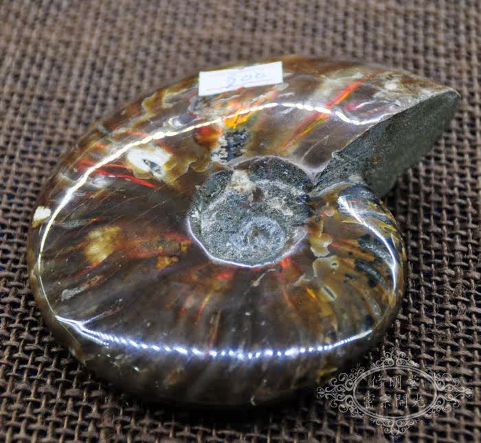B00# 开光旺财转运七彩光斑彩螺化石12厘米原石 李居明推荐旺运