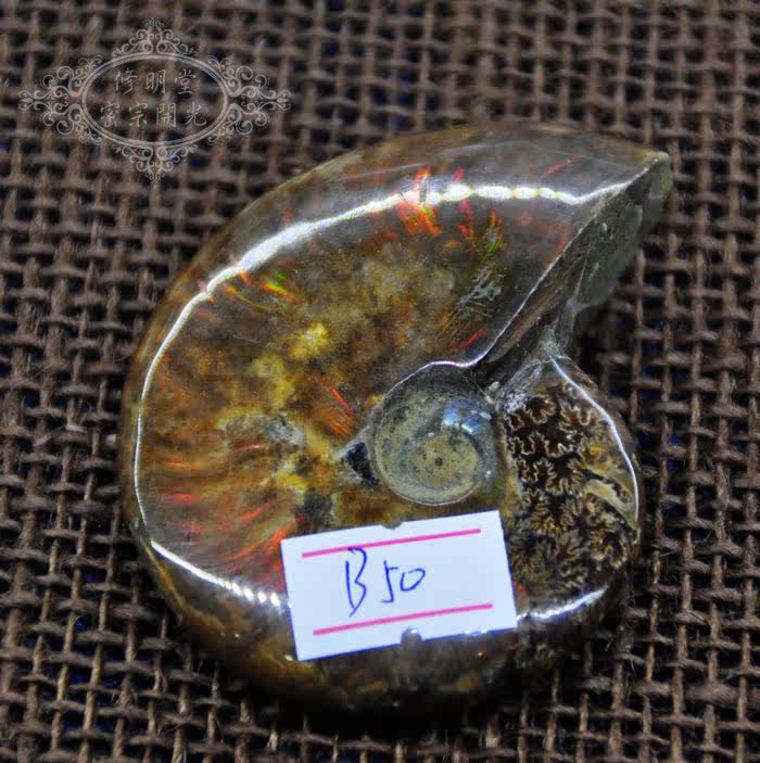 修明堂 B50#精选七彩光斑彩螺化石7厘米原石 李居明推荐旺财转运