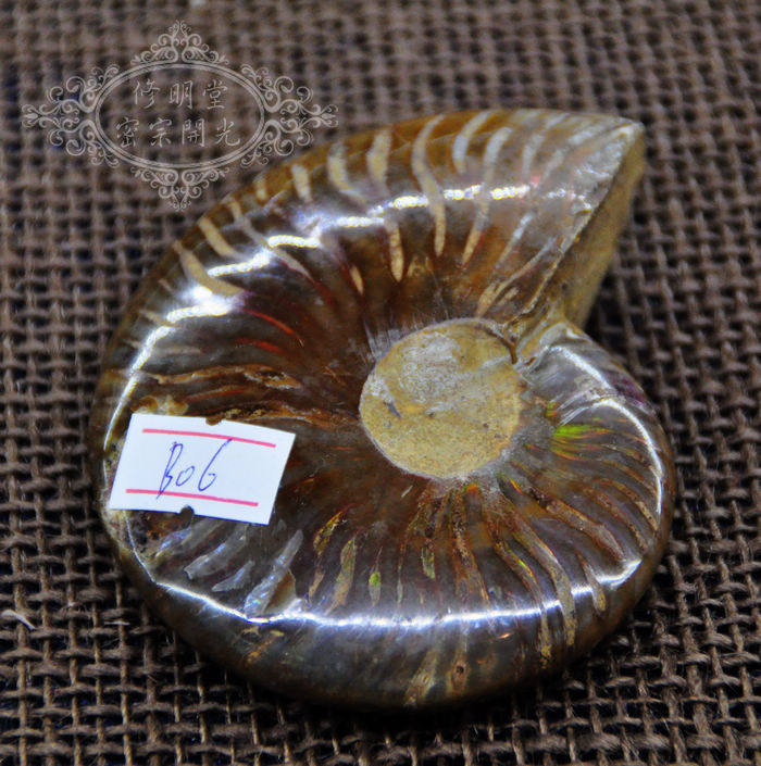修明堂B06# 优选七彩光斑彩螺化石9厘米原石 李居明推荐旺财转运