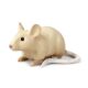 Children's Toys Simulated Real Wild Animal Model Rat Big Flying Squirrel Guinea Pig Marmot Cognitive Trick Ornaments