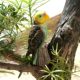 Simulated Animal Model Solid Bird Bird Animal Kidsren Cognitive Toy Parrot Owl Flamingo Parrot