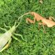 Children's Simulated Insect Animal Model Dragonfly Grasshopper Ladybug Dead Leaf Mantis Leaf Backhopper Flower Turtle Cognitive Ornament