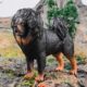 Simulated Wild Animal Toy Model Dog Tibetan Bully Bulldog Bulldog Strange Bulldog Doberman Golden Retriever