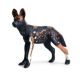 Simulated Wild Animal Model Solid African Wild Dog Earthwolf Hunting Dog Model Kidsren's Plastic Toy Cognitive Ornaments
