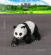 Children's Toys Realistic Wild Animal Models Solid Panda Set Figurines Educational Cognitive Toys for Early Childhood Development