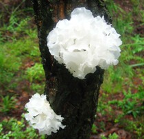 Wild Tongjiang white fungus dry waxy ear 500g super special white fungus sulfur-free fresh snow ear specialty soft glutinous viscous