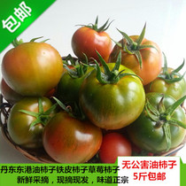Dandong Donggang specialty oil persimmon iron persimmon green ass strawberry tomato tomato tomato lantern fruit persimmon 5 pounds