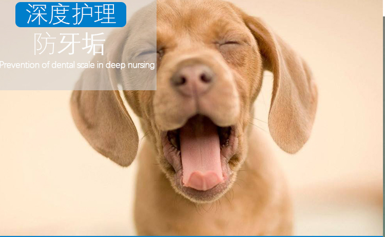 Dog bàn chải đánh răng đặt mèo ngón tay bàn chải teddy vàng tóc ngoại trừ hơi thở hôi để răng chó đá pet grooming làm sạch nguồn cung cấp 	bộ lược chải lông chó