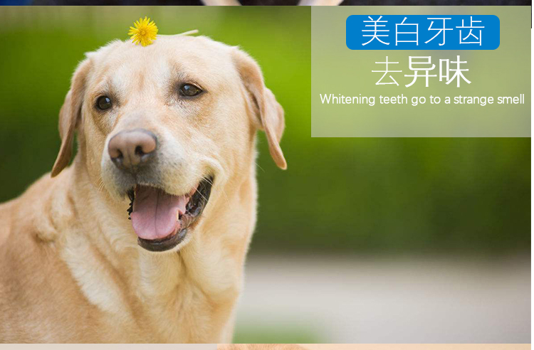 Dog bàn chải đánh răng đặt mèo ngón tay bàn chải teddy vàng tóc ngoại trừ hơi thở hôi để răng chó đá pet grooming làm sạch nguồn cung cấp 	bộ lược chải lông chó