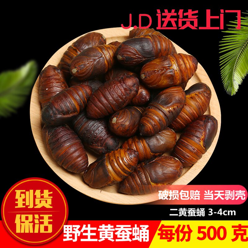 Northeast Teryield Tussah Silkworm Chrysalis fresh and fresh alive Erhuang Cocoon Pupa with yellow cicadas chrysalis 500g