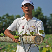 (Fiber Fen) Xiaoling Zhou Jinsong Bowl Lotus Chinese Lotus Variety Exhibition First Prize Micro Lotus Root or Seedling