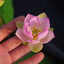 (Powder Linglong) Zhou Jinsong aquatic plant miniature bowl lotus lotus root or small seedling mini non-Four Seasons