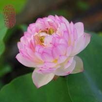 (Fen Kui) Zhou Jinsong small lotus bowl lotus root or small seedling aquatic plants without Bud delivery