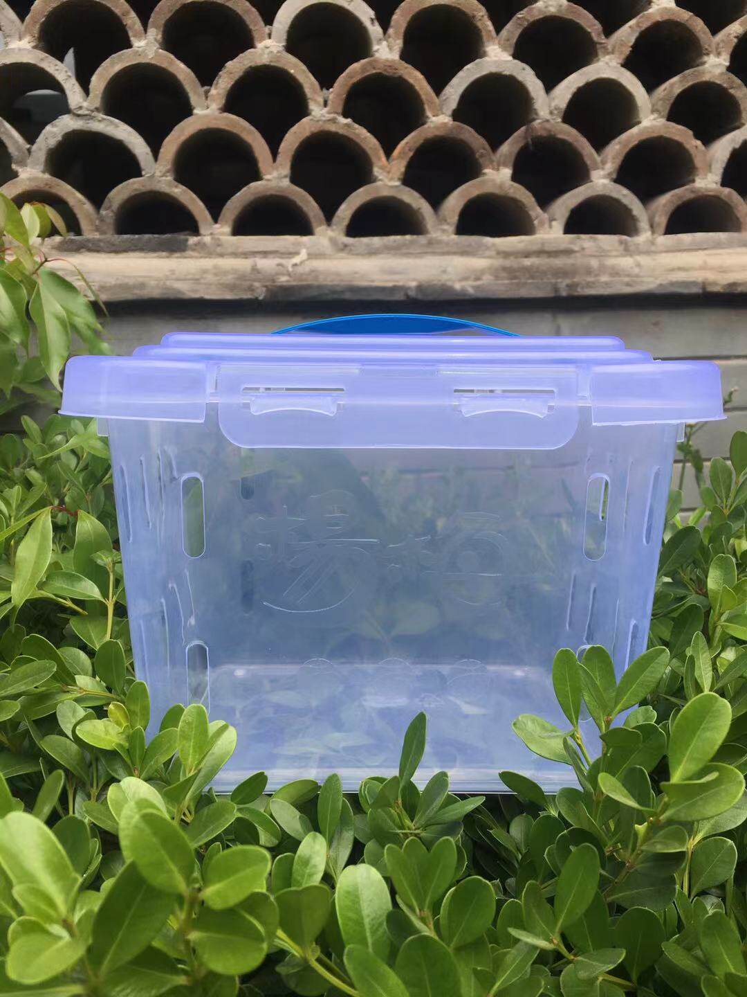 2021 New Yang Mei basket Air frame Fruit frame Yangmei basket translucent plastic basket fruit basket