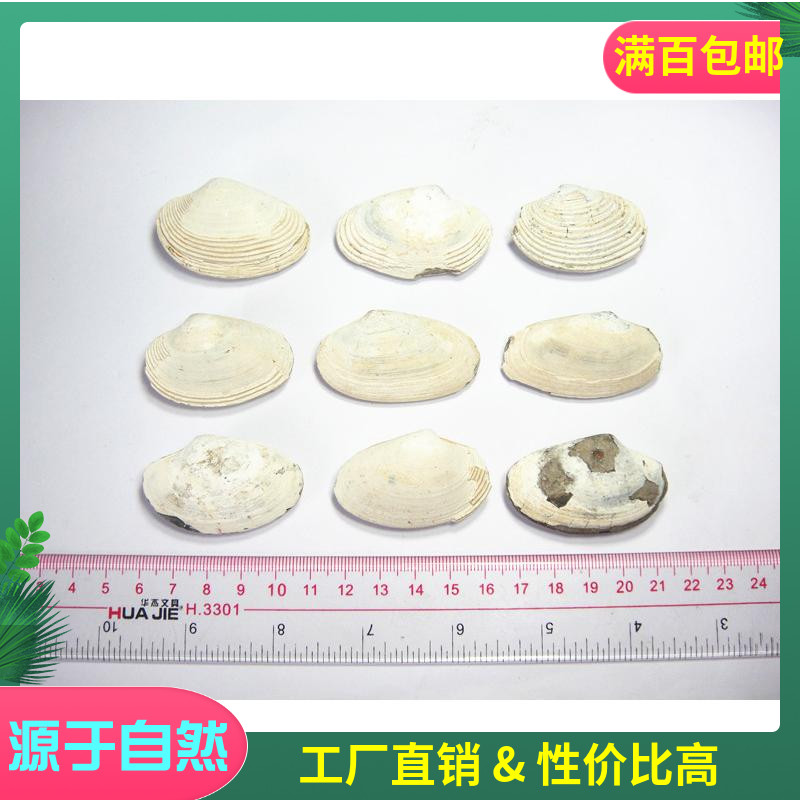Haoyu stone row shell fossil raw stone gold flower pine clam fusion zone clam shell fossil single valuation