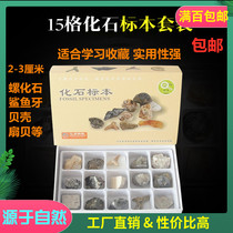 15 specimens of ancient biological fossil specimens Fidelity common geography teaching discipline of the experiment suit