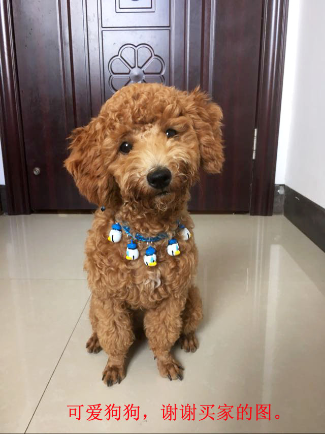 Pet chuông hoạt hình chuông mèo mèo chó dễ thương chuông mặt dây chuyền vòng cổ tay cổ tay chuông vòng chân mặt dây chuyền - Vòng chân lắc chân bạc pnj