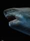 Wanlongtang Megalodon Ghost Jaw Figure Statue Model Undersea Giant Creature Ancient Biological Scene Ornament Great White Shark 1/35
