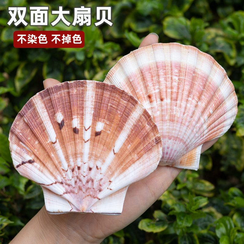 Natural Conch Shell Double-Sided Large Scallop Queen Shell Creative DIY Collection Photography Decoration Landscaping Home Decoration Natural Conch Shell Double-Sided Large Scallop Queen Shell Creative DIY Collection Photography Decoration Landscaping Home Decoration