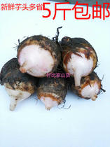 Just dug fresh taro 5 kg alpine fresh taro soil-flavored taro non-sweet potato farm vegetable powder waxy red rod hair taro