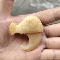  Wen play miscellaneous evil spirits evil cow bone carving beast catch beast catch gift resin bear tiger pendant beast tooth gift