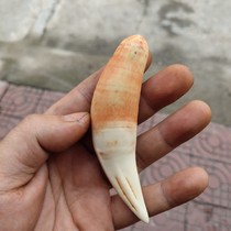  Wen Play collection High imitation tiger tooth pendant Animal tooth gift pendant Pendant keychain pendant Big cat tooth