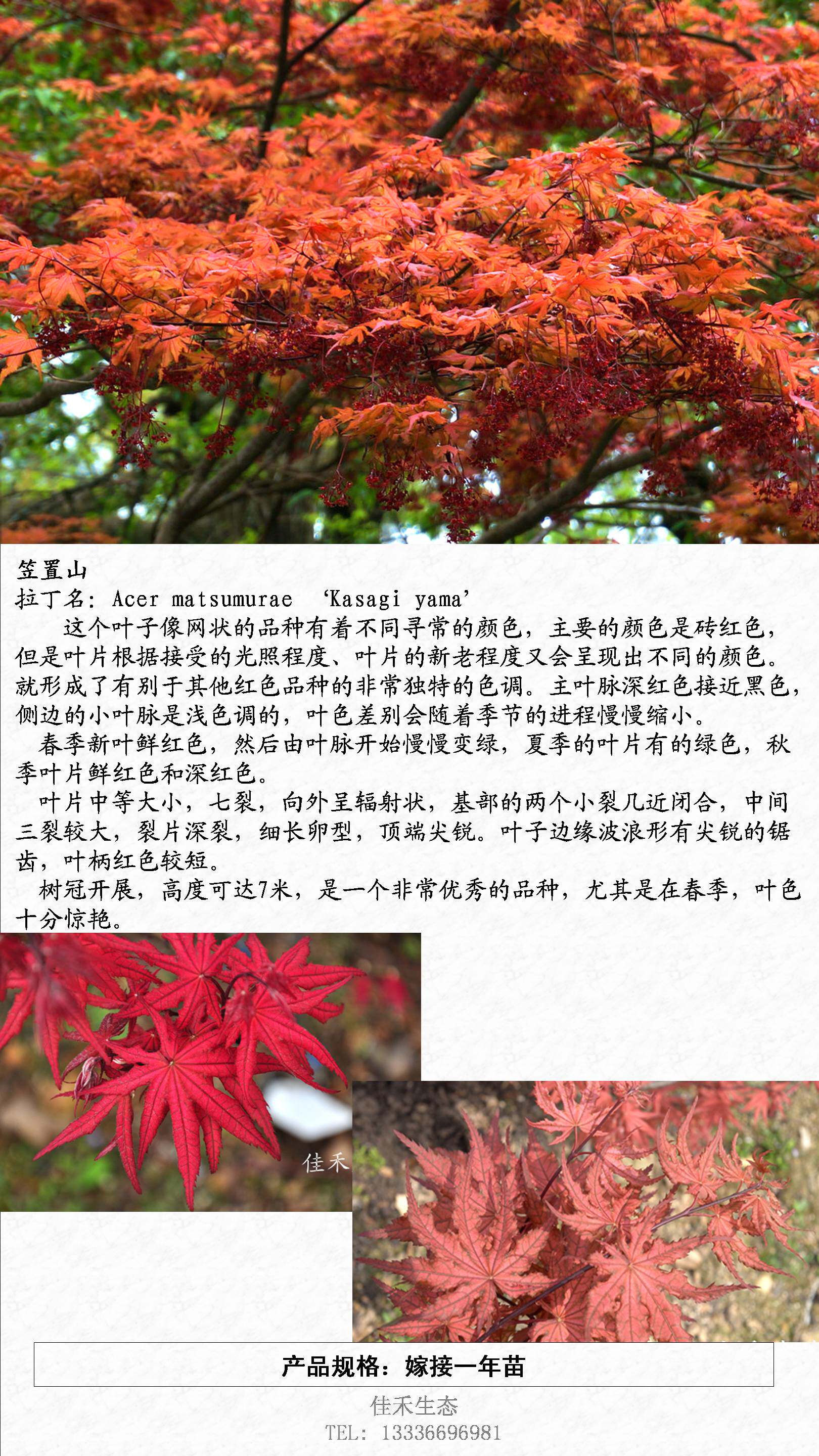 枫树必买的十个品种,必入枫树品种,最耐晒的枫树品种(第9页)_大山谷图库
