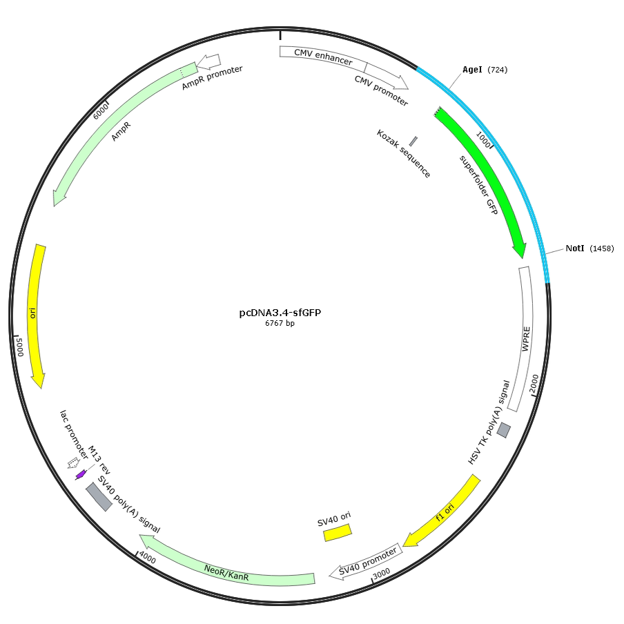 pcDNA3.4-sfGFP