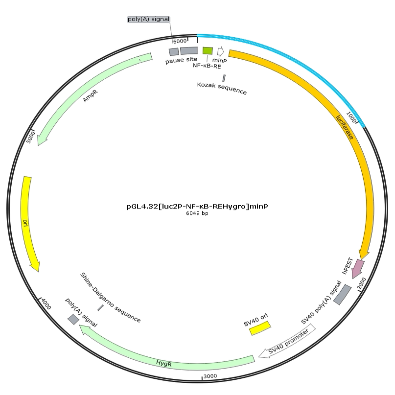 pGL4.32 [luc2P-NF-&kappa;B-REHygro]minP