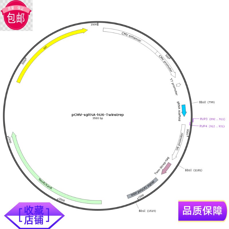 pCMV-sgRNA-hU6-Twinstrep  双靶点中间质粒