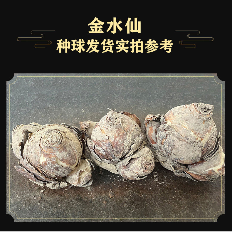 2026年如何挑选优质的现货蓝铃花种球？晨宇进口耐寒多年生种球根花卉野风信子有哪些特别之处？