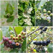 Sand North evergreen berry seedlings Black fruit gland rib rowan seedlings Wild cherry berry seedlings 20 200 yuan 3-year seedlings