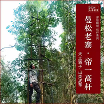 (Spring Tea in the First Year of 2024) Limited Collection Grade Mansong Laozhai a high pole from the ground the proud son of heaven is outstanding