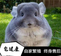 Dragon Cat Living Things Delivery Cage Pet Living Cub Big Baby Long Hairy Beige Beat Vaccine Plush Paparazzi