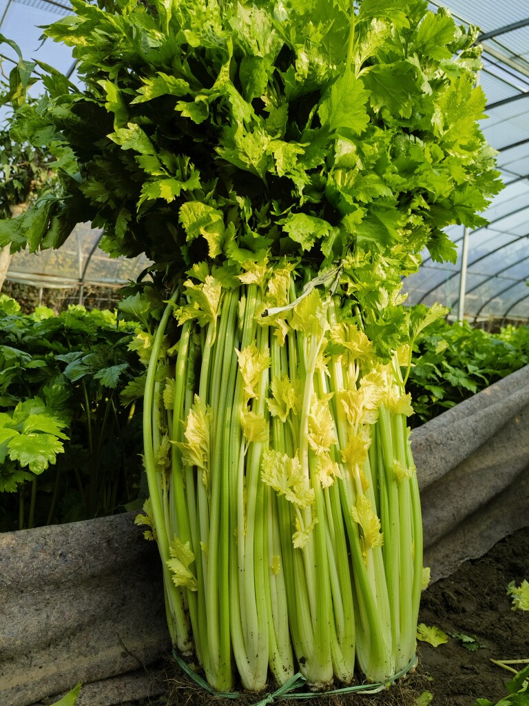 马家沟芹菜从地头到餐桌芹乡源