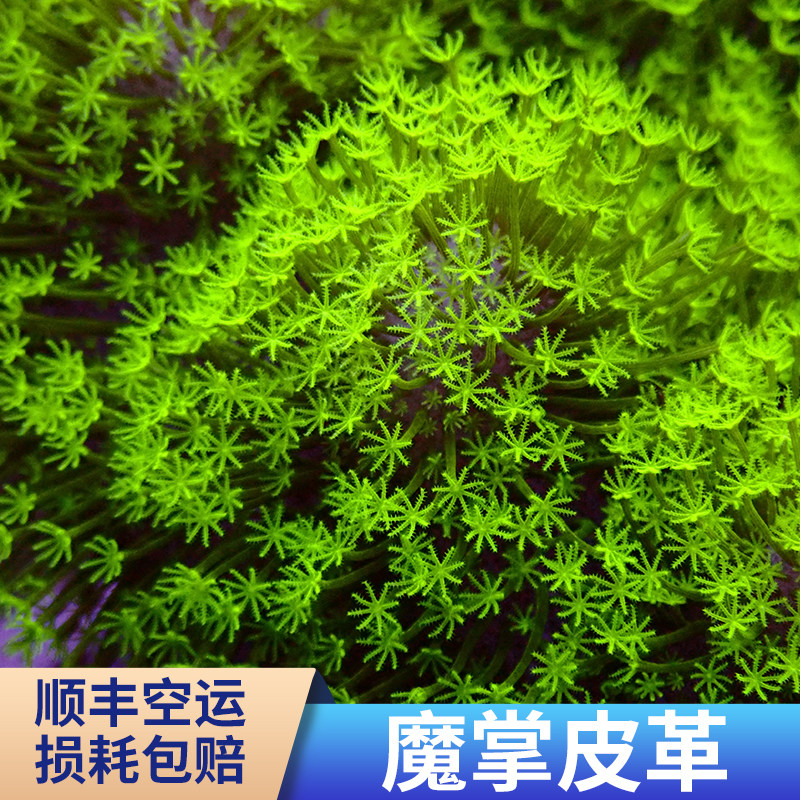 震惊全网!魔掌皮革LPS珊瑚到底是什么?软体软珊瑚人工繁殖真相大揭秘💥-其它水族宠物-淘宝好物网