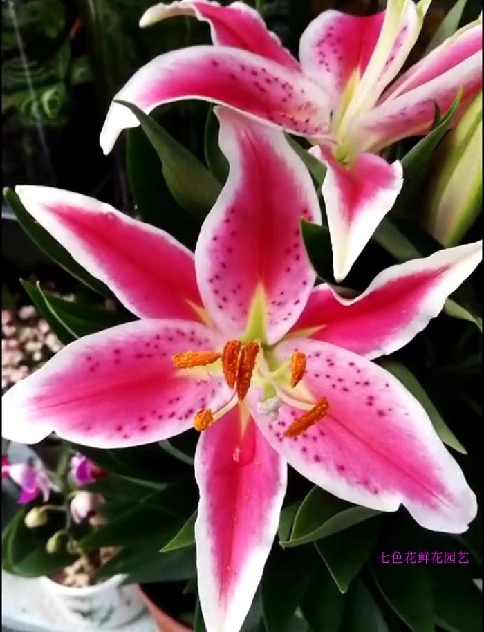 金百合花盆栽帶花苞百合花盆栽羅賓香水百合室內陽臺庭院花卉 金百合花盆栽帶花苞百合花盆栽羅賓香水百合室內陽臺庭院花卉