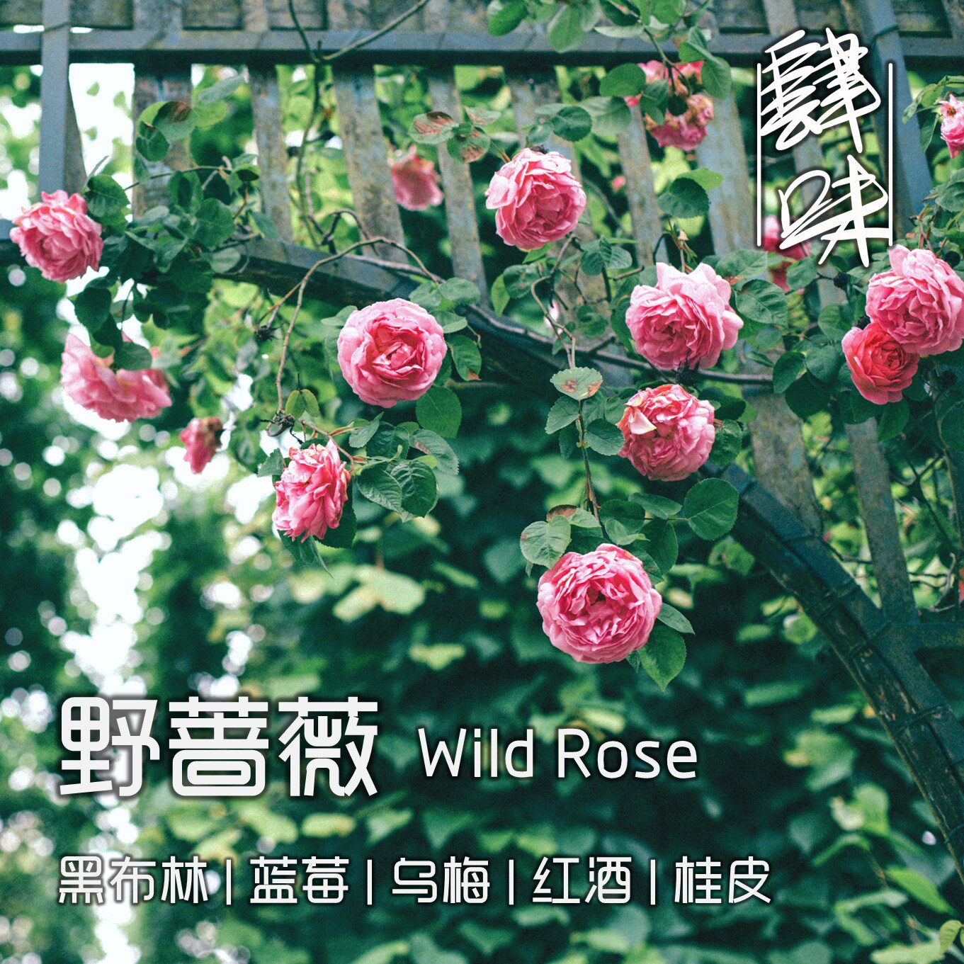 Four-flavor hand-made single product Ethiopia Guji red wine sun-dried briar coffee beans 227g ear hooks 5 packs